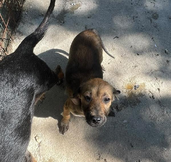 SOS TENERA OMBRA Foto 4
