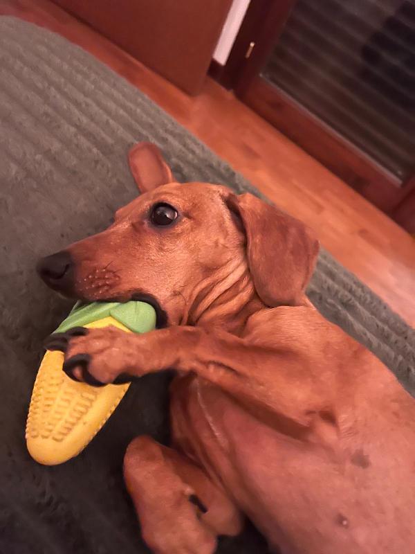 Uma