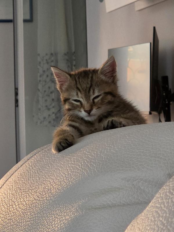 Mia: Micina Di 3 Mesi Cerca Famiglia