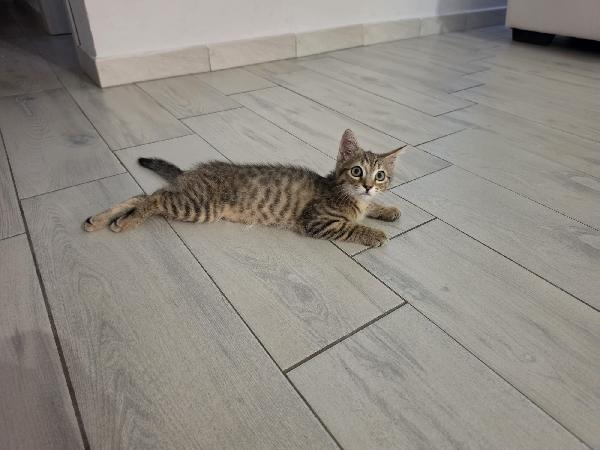 MIA: MICINA DI 3 MESI CERCA FAMIGLIA Foto 2