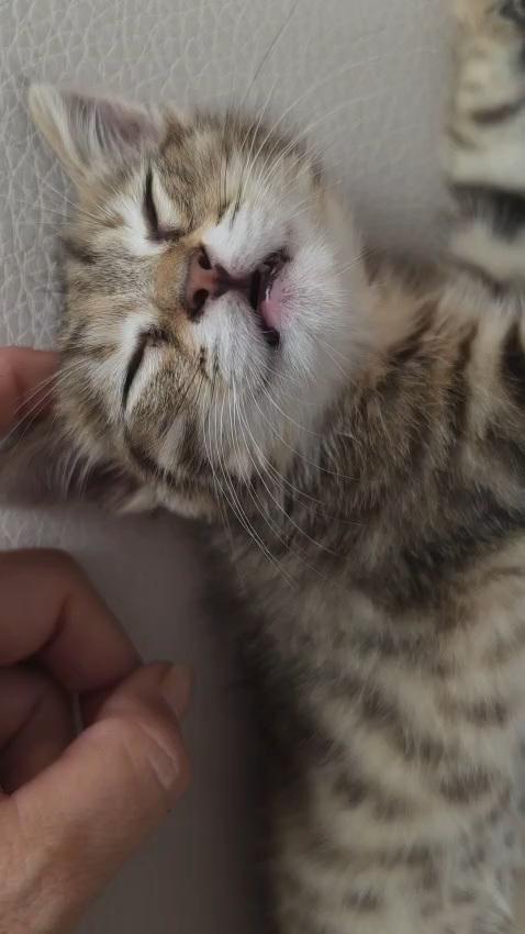 MIA: MICINA DI 3 MESI CERCA FAMIGLIA Foto 3
