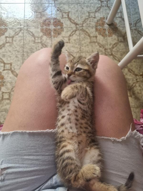 MIA: MICINA DI 3 MESI CERCA FAMIGLIA Foto 4