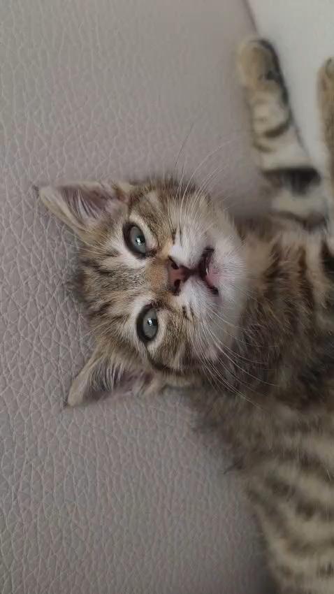 MIA: MICINA DI 3 MESI CERCA FAMIGLIA Foto 5