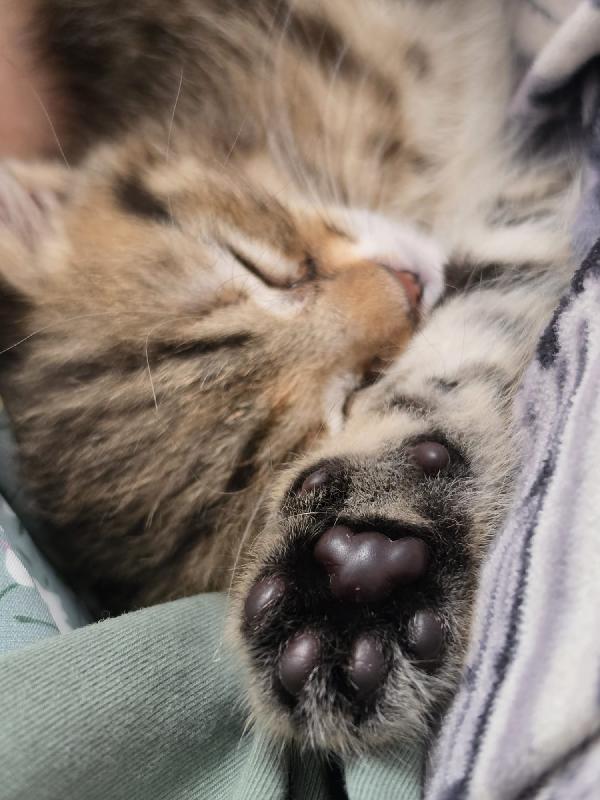 MIA: MICINA DI 3 MESI CERCA FAMIGLIA Foto 6