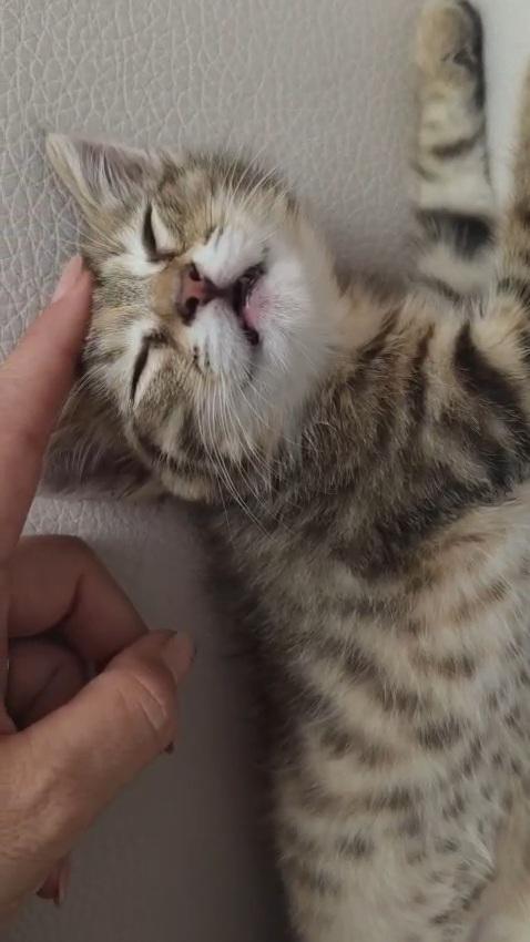 MIA: MICINA DI 3 MESI CERCA FAMIGLIA Foto 7