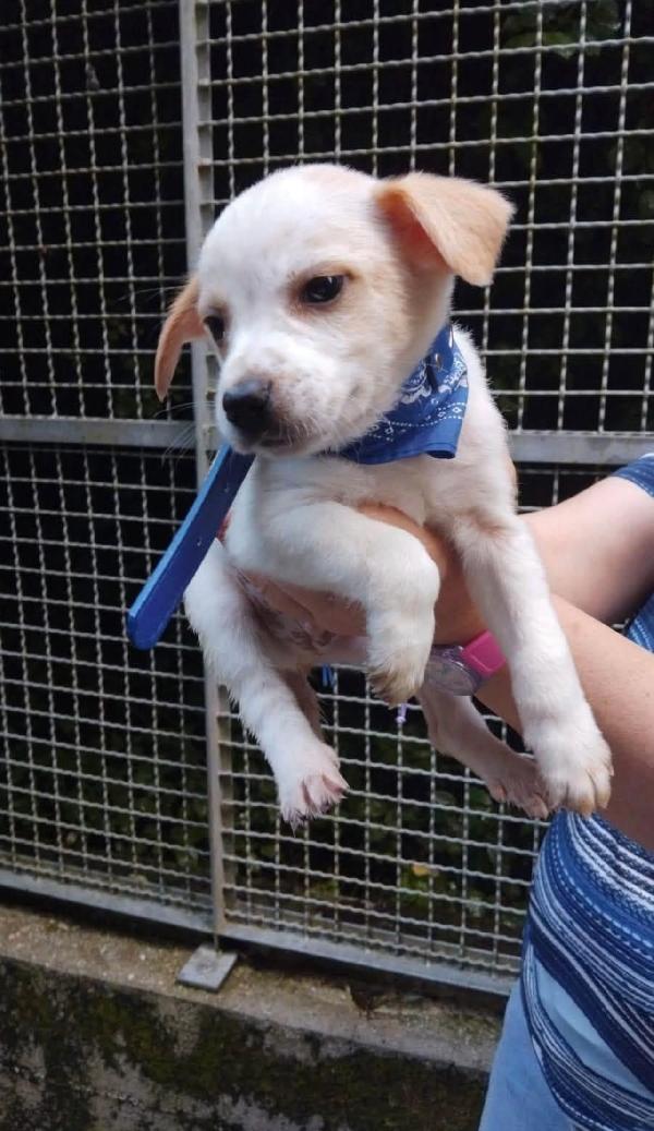 Cuccioli Taglia Piccola Cercano Casa