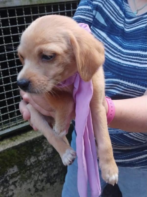 Cuccioli taglia piccola cercano casa Foto 2