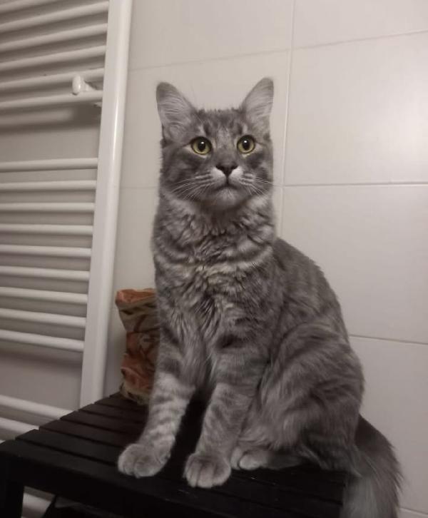 Bobo E Yuma Meravigliosi Mici A Pelo Semilungo 