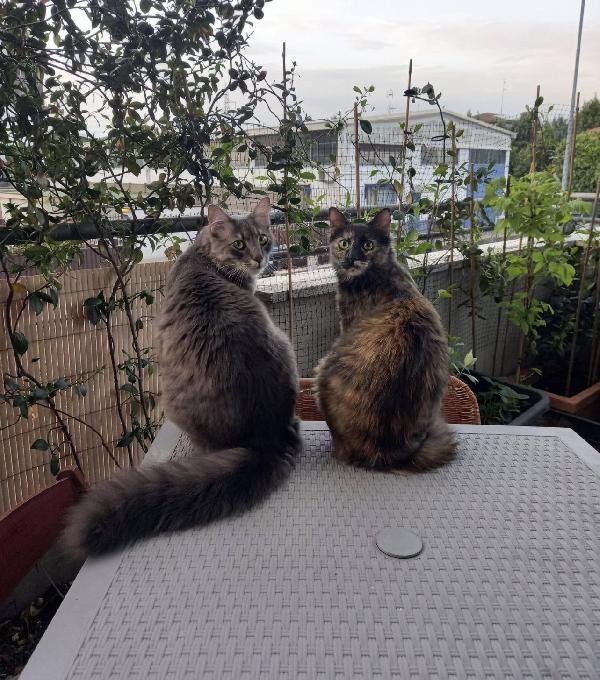 Bobo e Yuma meravigliosi mici a pelo semilungo  Foto 2