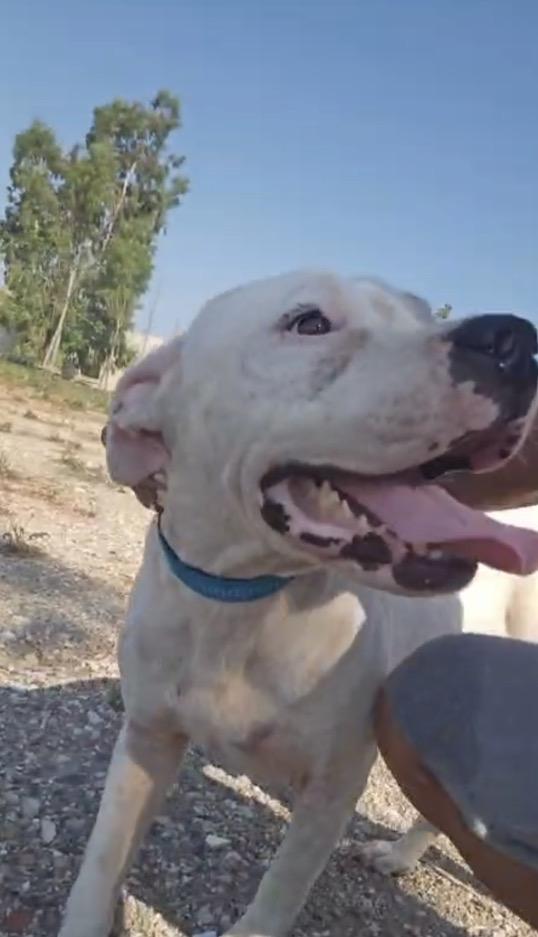 Giovanni Splendido Dogo Argentino Cerca Adozione 