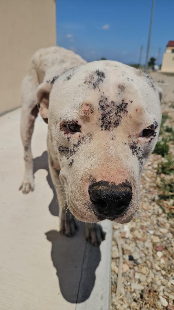 Giovanni splendido Dogo Argentino cerca adozione  Foto 2