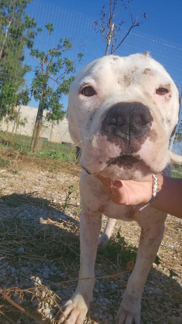 Giovanni splendido Dogo Argentino cerca adozione  Foto 3