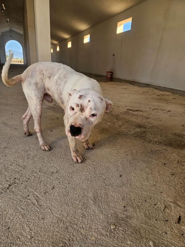 Giovanni splendido Dogo Argentino cerca adozione  Foto 4