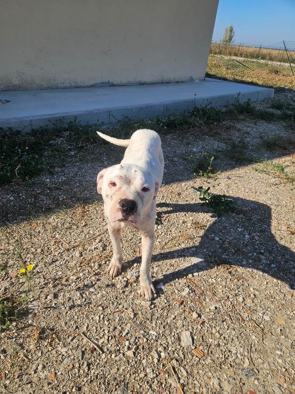 Giovanni splendido Dogo Argentino cerca adozione  Foto 5