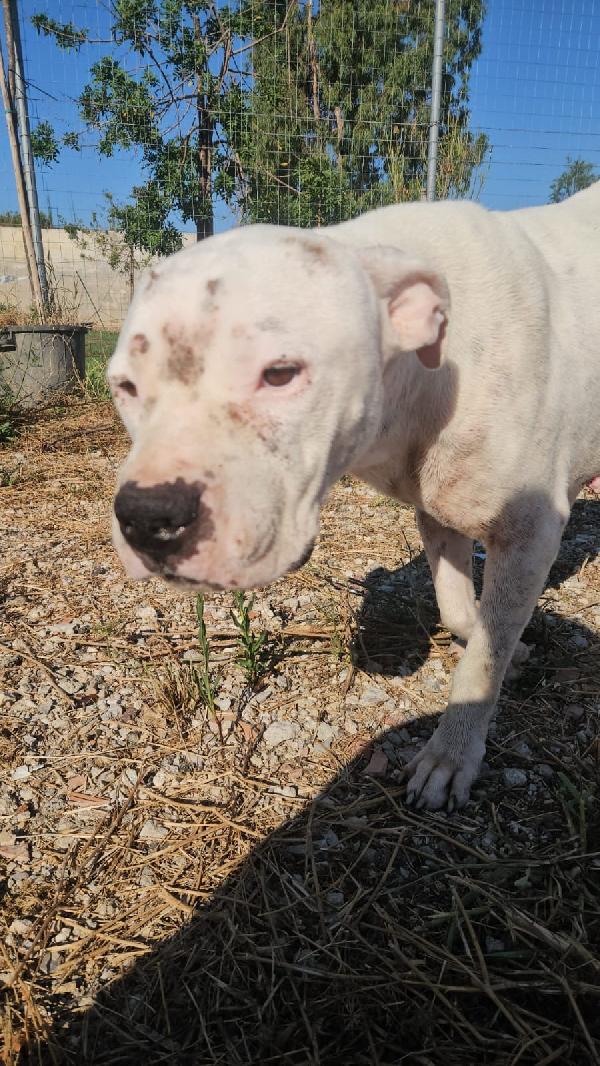 Giovanni splendido Dogo Argentino cerca adozione  Foto 6