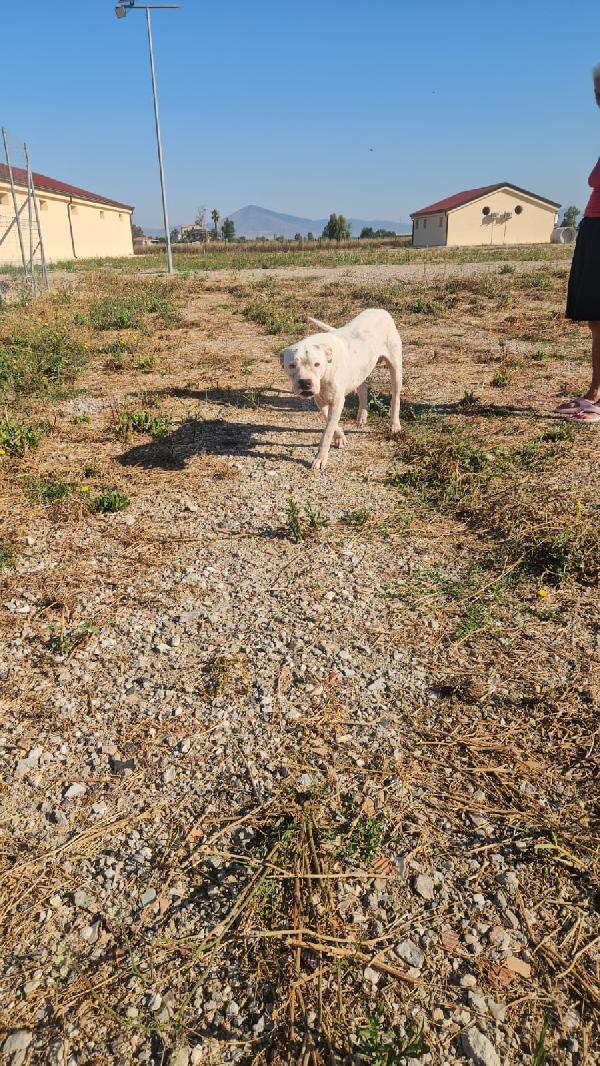 Giovanni splendido Dogo Argentino cerca adozione  Foto 7