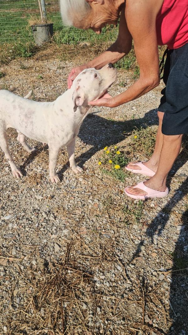 Giovanni splendido Dogo Argentino cerca adozione  Foto 8