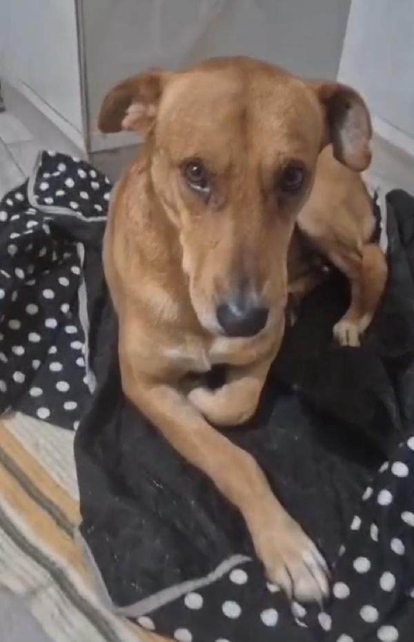 Cody 5/6Anni Non Ha Futuro Dove Vive! Sos Miracolo