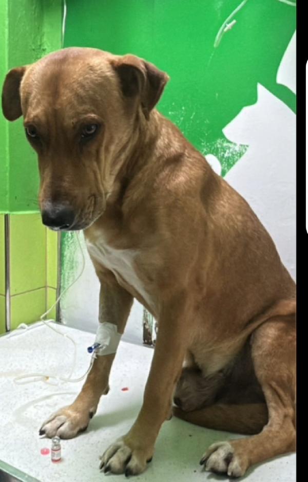Cody 5/6anni non ha futuro dove vive! SOS MIRACOLO Foto 3