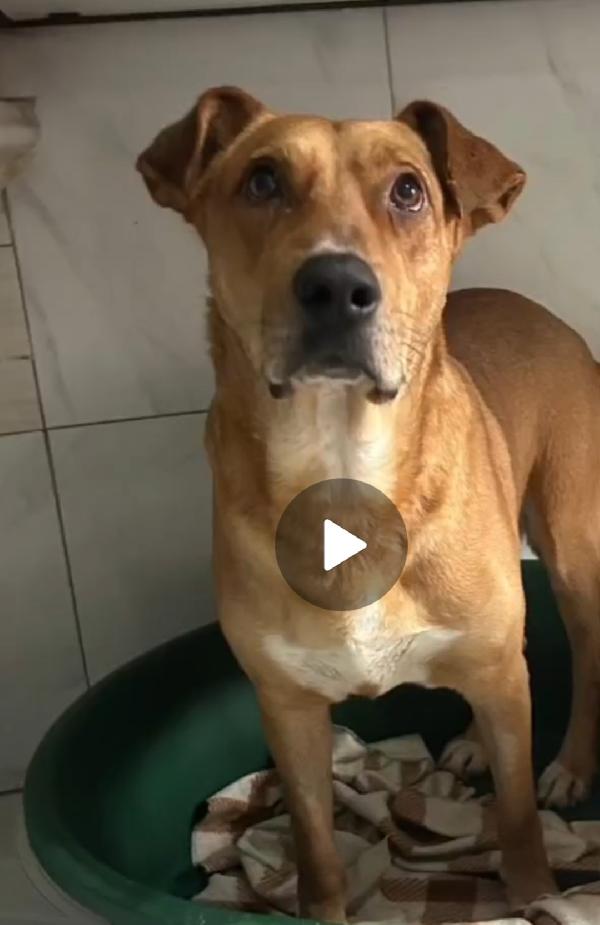 Cody 5/6anni non ha futuro dove vive! SOS MIRACOLO Foto 4