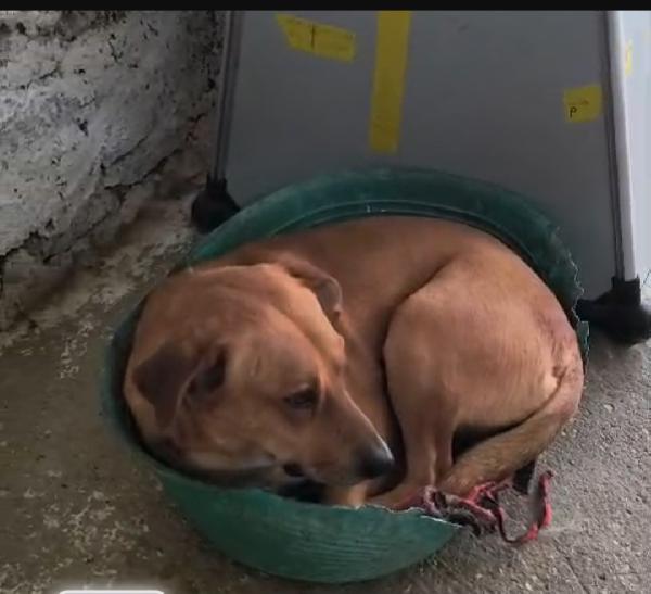 Cody 5/6anni non ha futuro dove vive! SOS MIRACOLO Foto 5