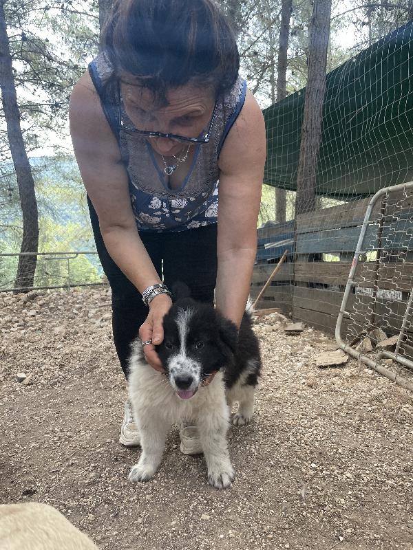 Cucciolo Pepe cerca casa  - media 4