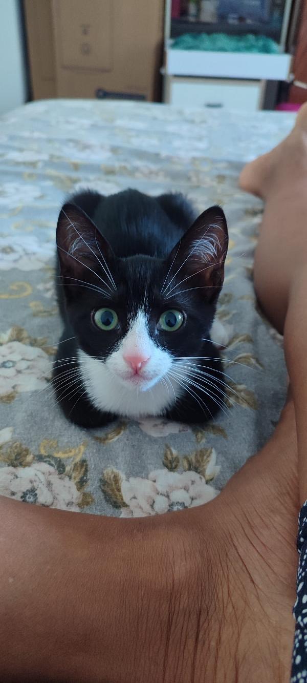 Kitty 3Mesi Le Manca Una Zampina! Milano