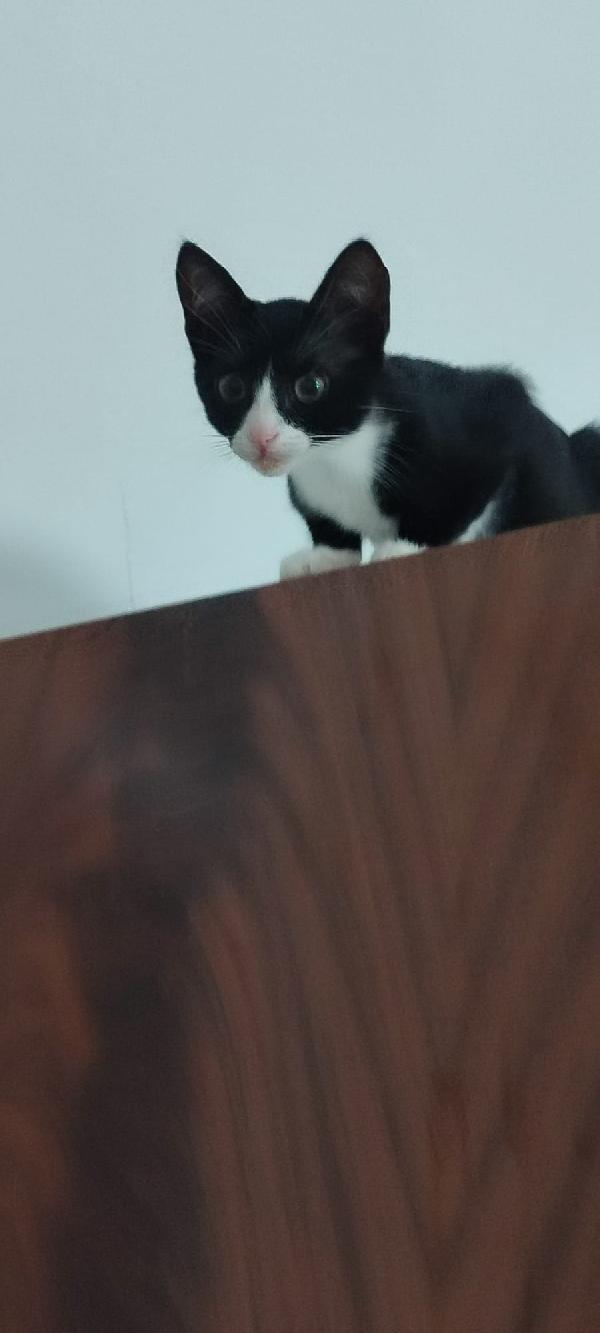 Kitty 3mesi LE MANCA UNA ZAMPINA! MILANO Foto 3