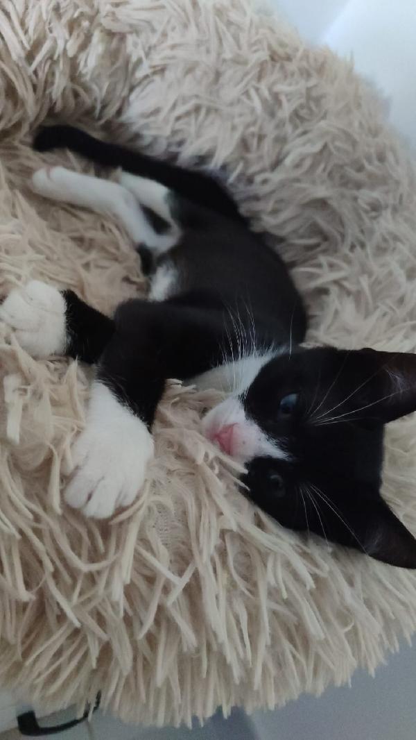 Kitty 3mesi LE MANCA UNA ZAMPINA! MILANO Foto 4