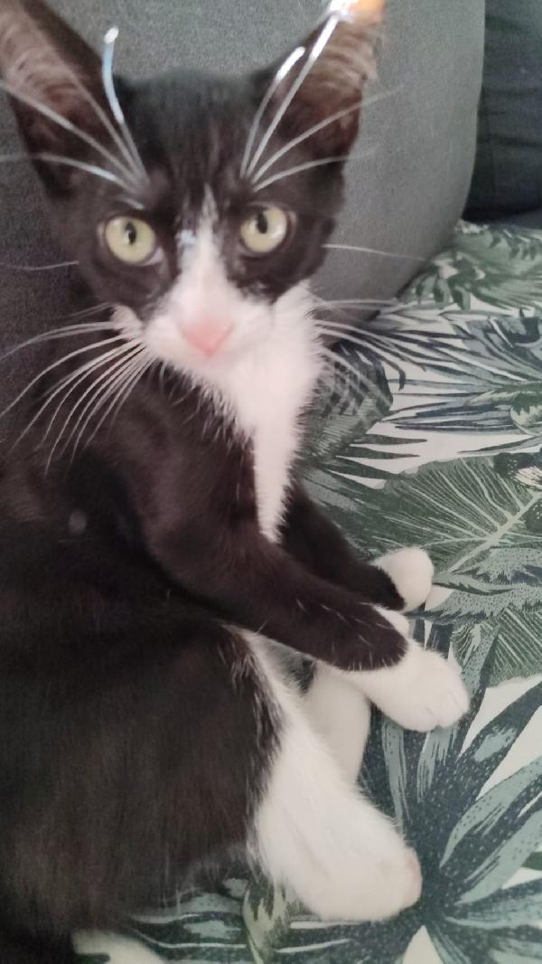 Kitty 3mesi LE MANCA UNA ZAMPINA! MILANO Foto 5