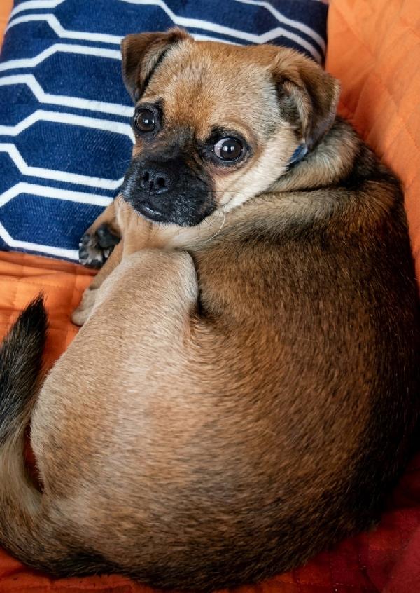 Bruno Foto 2