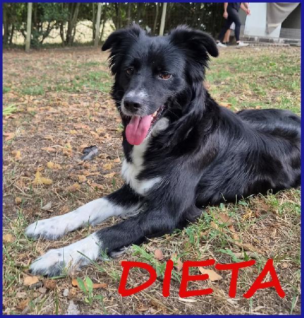 Dieta, Mammina Simil Border 2 Anni, Tenera E Dolce Cerca Una Famiglia Da Amare!