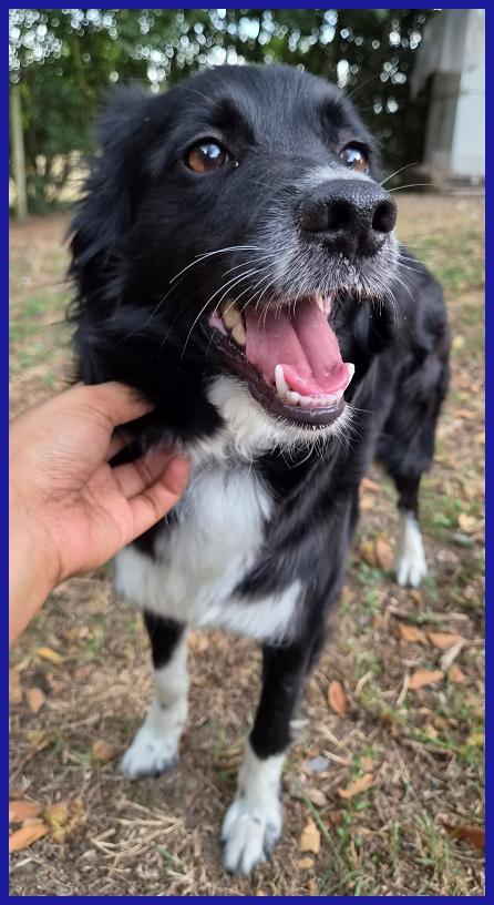 DIETA, MAMMINA SIMIL BORDER 2 ANNI, TENERA E DOLCE CERCA UNA FAMIGLIA DA AMARE! Foto 2
