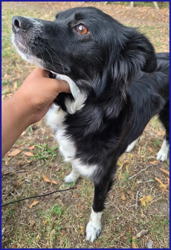 DIETA, MAMMINA SIMIL BORDER 2 ANNI, TENERA E DOLCE CERCA UNA FAMIGLIA DA AMARE! Foto 3