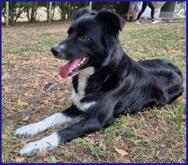 DIETA, MAMMINA SIMIL BORDER 2 ANNI, TENERA E DOLCE CERCA UNA FAMIGLIA DA AMARE! Foto 4