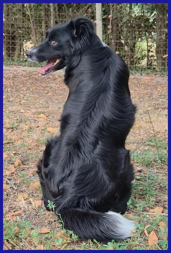 DIETA, MAMMINA SIMIL BORDER 2 ANNI, TENERA E DOLCE CERCA UNA FAMIGLIA DA AMARE! Foto 5