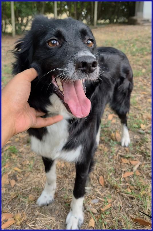 DIETA, MAMMINA SIMIL BORDER 2 ANNI, TENERA E DOLCE CERCA UNA FAMIGLIA DA AMARE! Foto 6