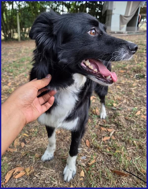 DIETA, MAMMINA SIMIL BORDER 2 ANNI, TENERA E DOLCE CERCA UNA FAMIGLIA DA AMARE! Foto 7