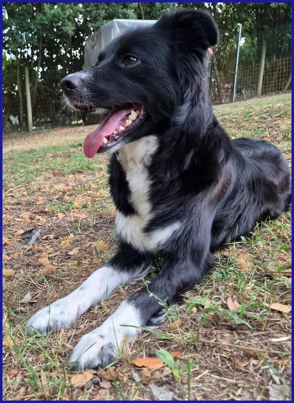 DIETA, MAMMINA SIMIL BORDER 2 ANNI, TENERA E DOLCE CERCA UNA FAMIGLIA DA AMARE! Foto 8
