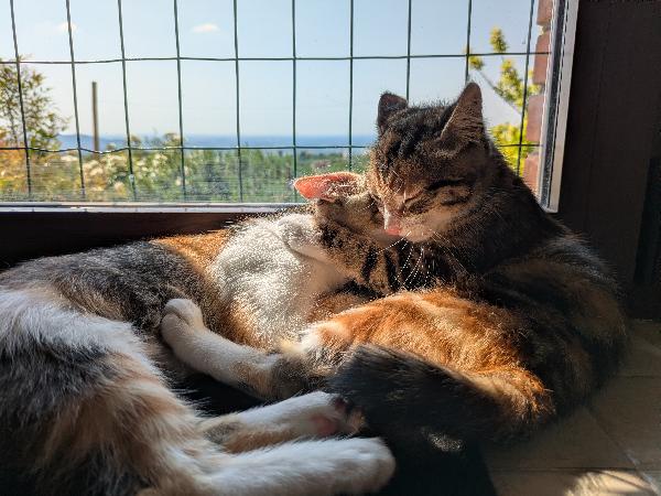 Piko, Bok, Pica e Tina Foto 3