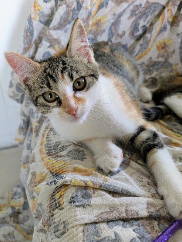 Piko, Bok, Pica e Tina Foto 4