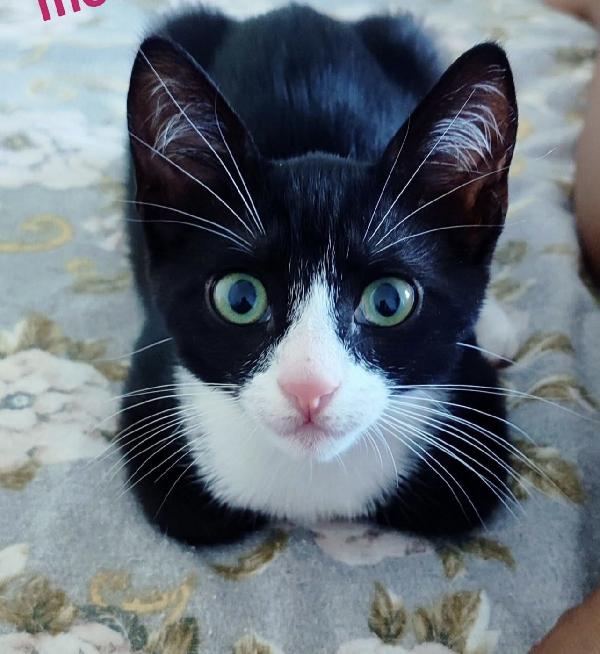 Kitty Bellissima Micina Dagli Occhi Smeraldo 