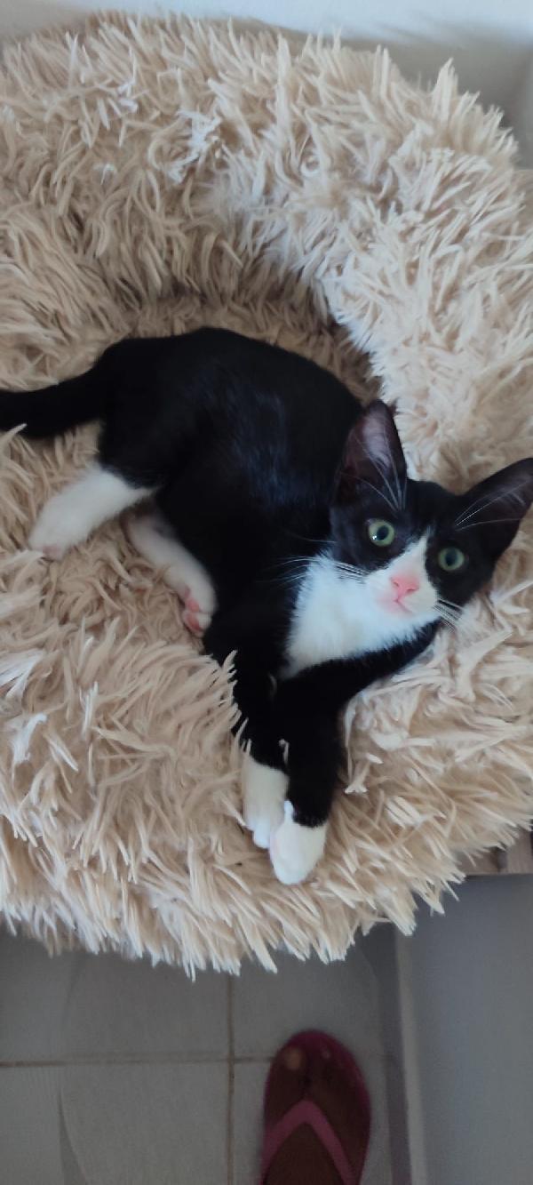 Kitty bellissima micina dagli occhi smeraldo  Foto 2
