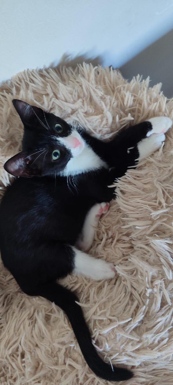 Kitty bellissima micina dagli occhi smeraldo  Foto 3