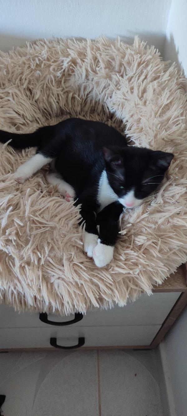 Kitty bellissima micina dagli occhi smeraldo  Foto 4