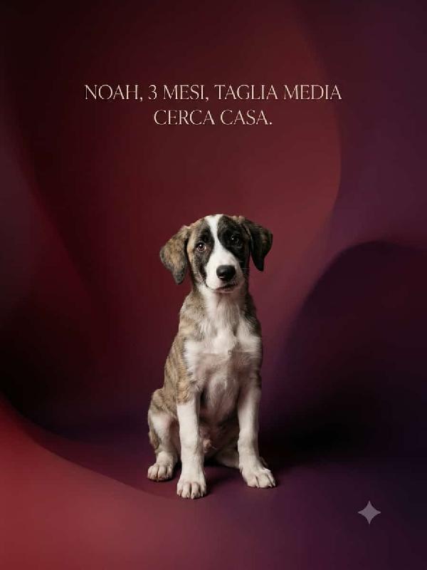 Noah bellissimo ❤️ Foto 2