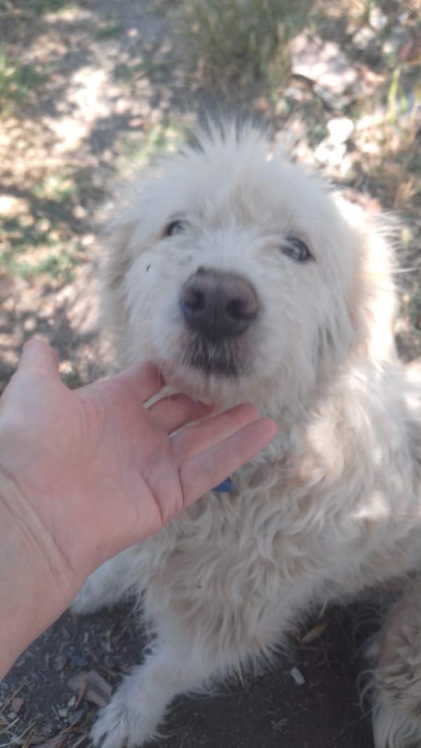 Greta Splendida Giovane Simil Spinone Cerca Adozione 