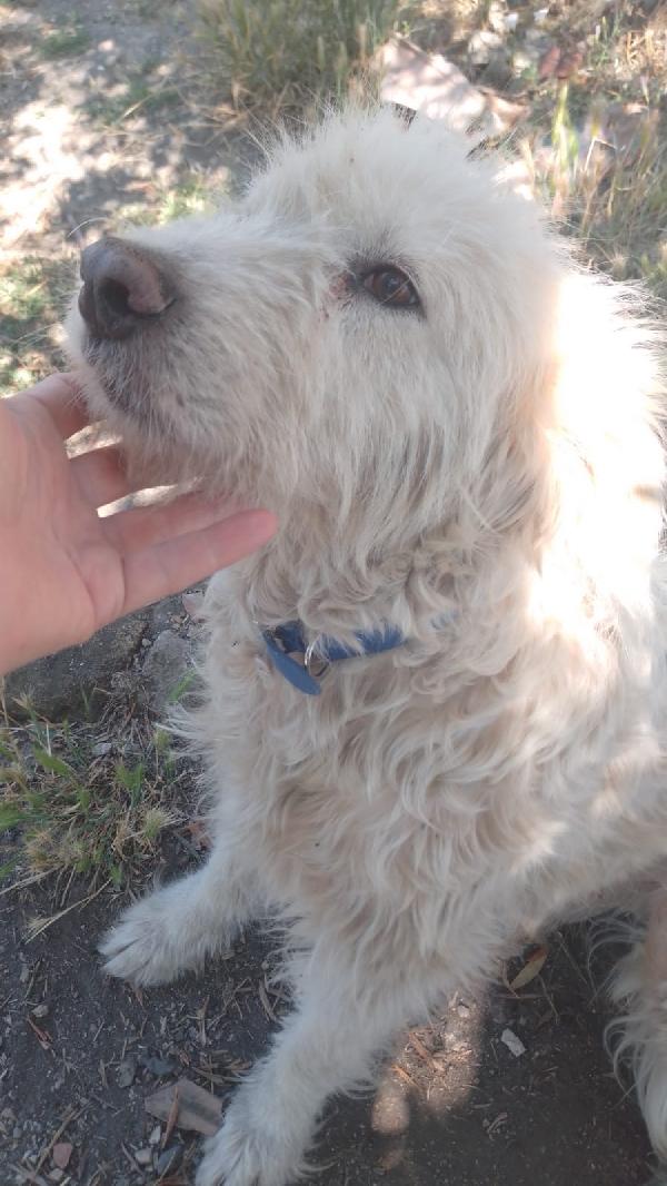 Greta splendida giovane simil Spinone cerca adozione  Foto 2