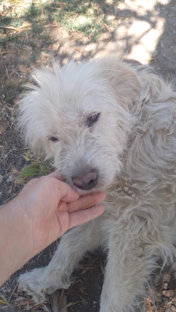 Greta splendida giovane simil Spinone cerca adozione  Foto 3