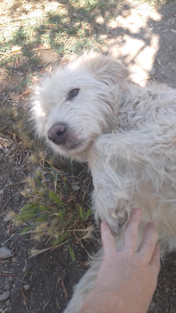 Greta splendida giovane simil Spinone cerca adozione  Foto 4